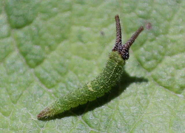 Apatura iris - nagy színjátszólepke