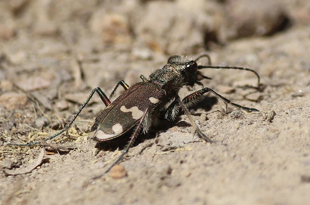 Cicindela sylvicola - erdei homokfutrinka