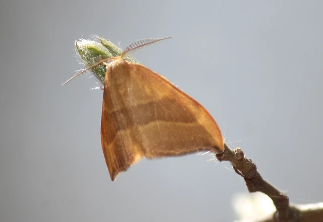 Watsonalla cultraria - bükkfa-sarlósszövő