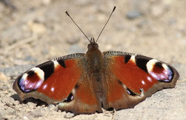Nymphalis io - nappali pávaszem
