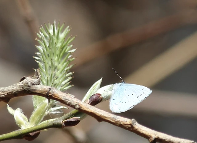 Celastrina argiolus - bengeboglárka