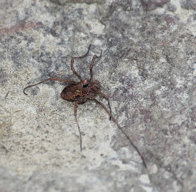 Opiliones - Kaszáspókok