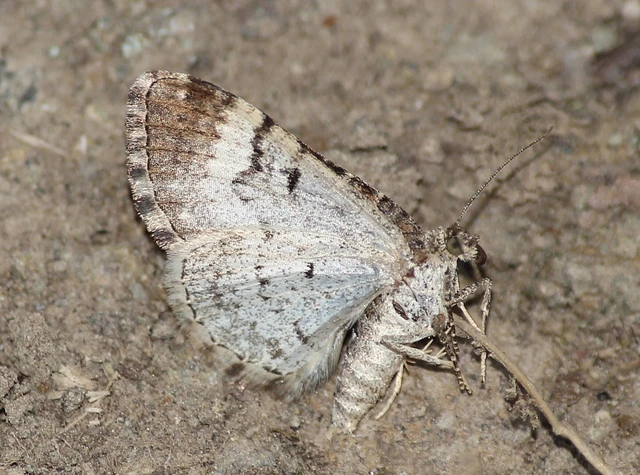 Xanthorhoe biriviata - kétsávos tarkaaraszoló