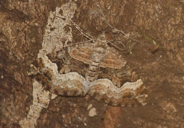 Xanthorhoe biriviata - kétsávos tarkaaraszoló