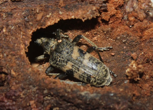 Rhagium mordax - cser-tövisescincér