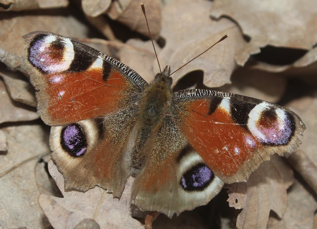 Nymphalis io - nappali pávaszem