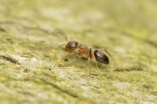 Lasius brunneus - rozsdáshátú feketehangya