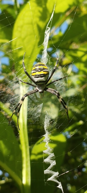 Argiope bruennichi - darázspók
