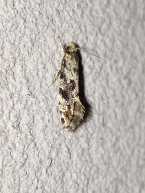 Tineidae - ruhamolyfélék