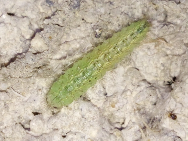 Pterophoridae - tollasmolyfélék