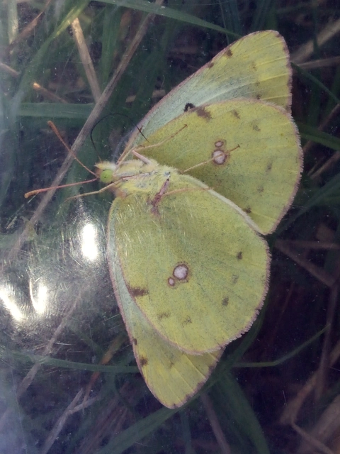 Colias alfacariensis - déli kéneslepke