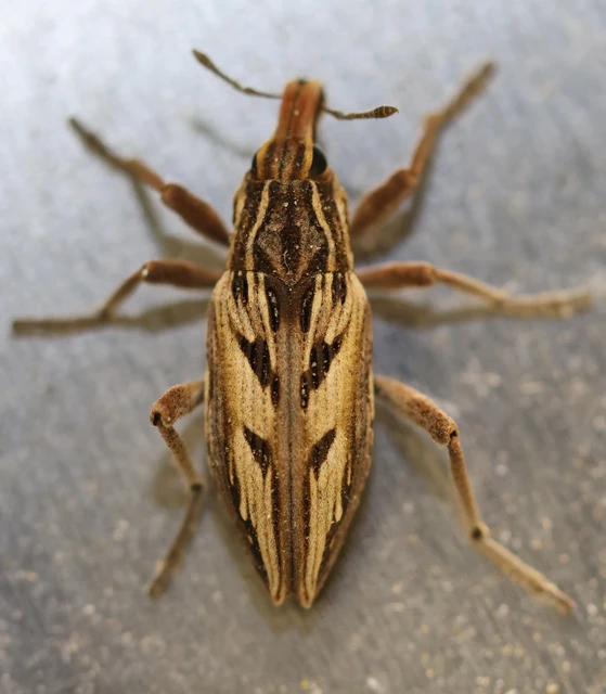 Coniocleonus nigrosuturatus - nyíljegyes barkó