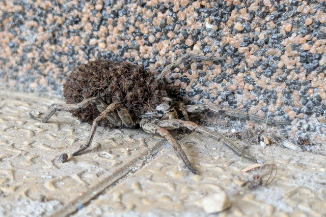Hogna radiata - réti farkaspók