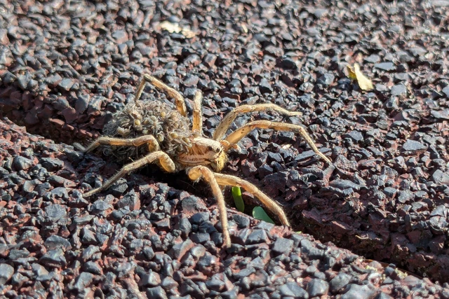 Hogna radiata - réti farkaspók