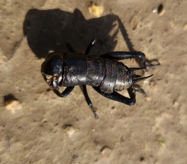 Gryllus campestris - mezei tücsök