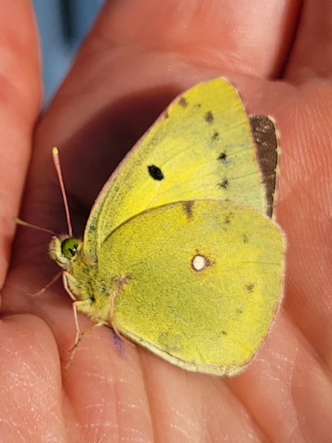 Colias erate - csángó-kéneslepke