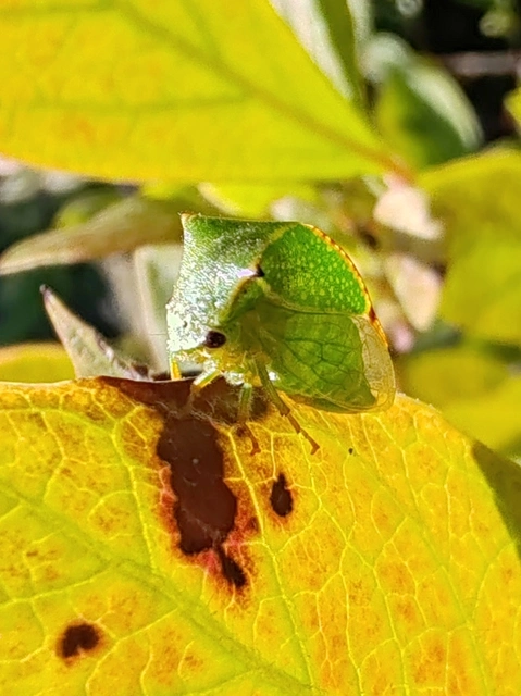 Stictocephala bisonia - bivalykabóca