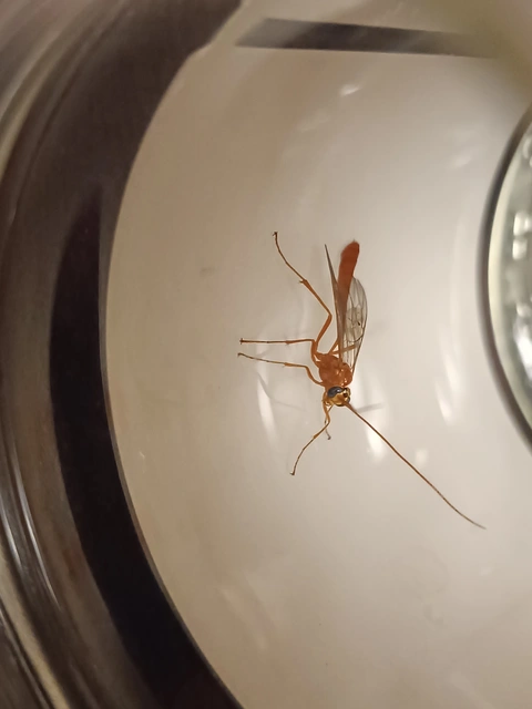 Ichneumonidae - valódi fürkészdarazsak