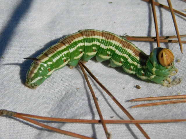 Hyloicus pinastri - fenyőszender
