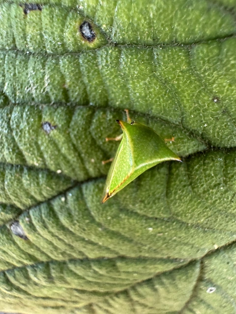 Stictocephala bisonia - bivalykabóca