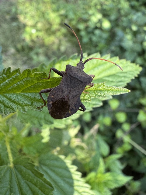 Coreus marginatus - közönséges karimáspoloska