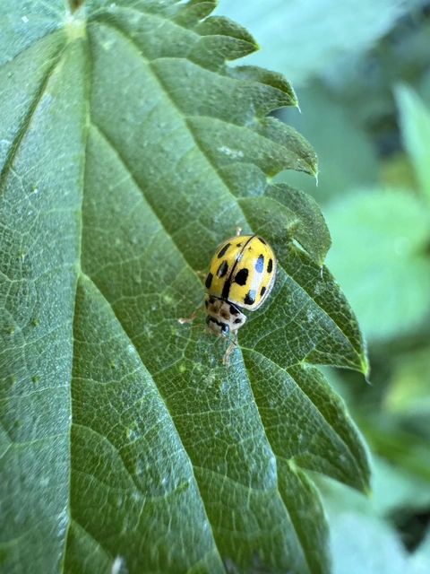 Propylea quatuordecimpunctata - tizennégypettyes füsskata
