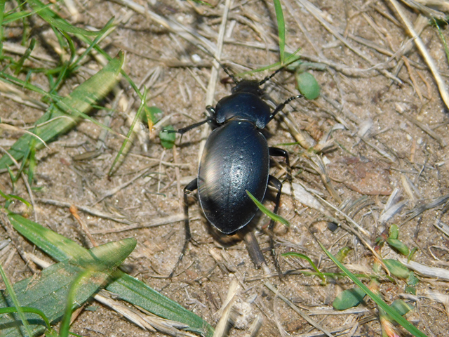 Carabus hungaricus - magyar futrinka