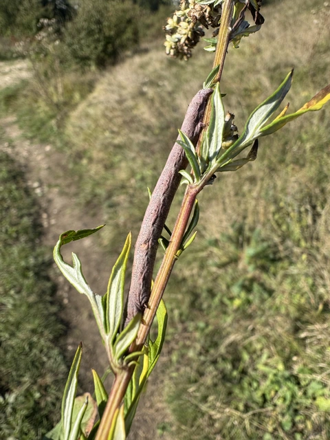 Ascotis selenaria - holdas faaraszoló
