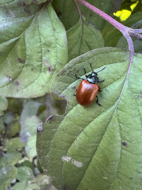 Chrysomela
