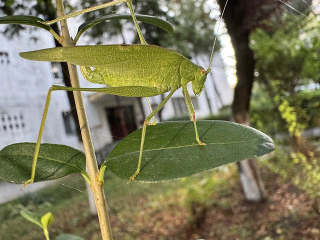 Phaneroptera nana - pontozott repülőszöcske