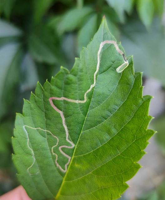 Phyllocnistis vitegenella - kígyóaknás szőlőmoly