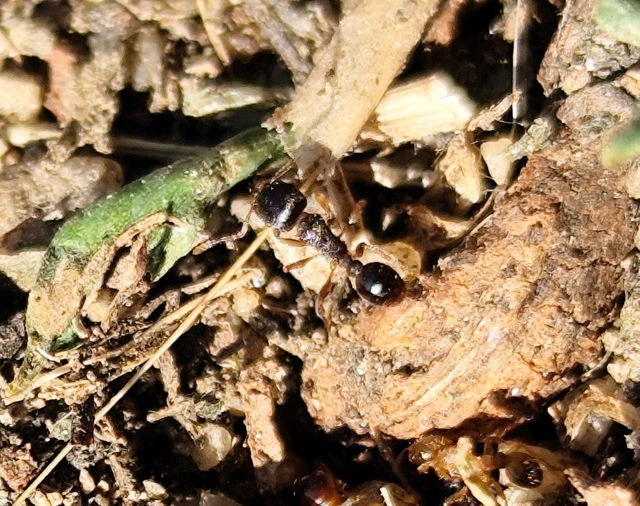 Tetramorium