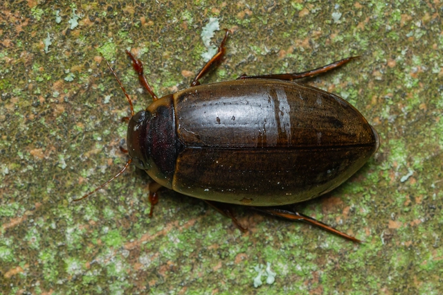 Colymbetes fuscus - gyakori recéscsíkbogár