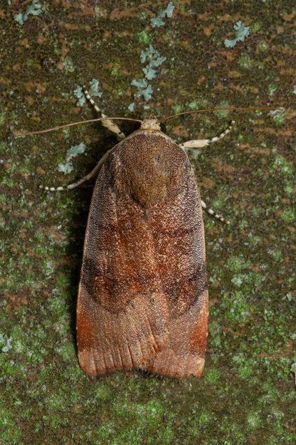 Noctua janthe/janthina