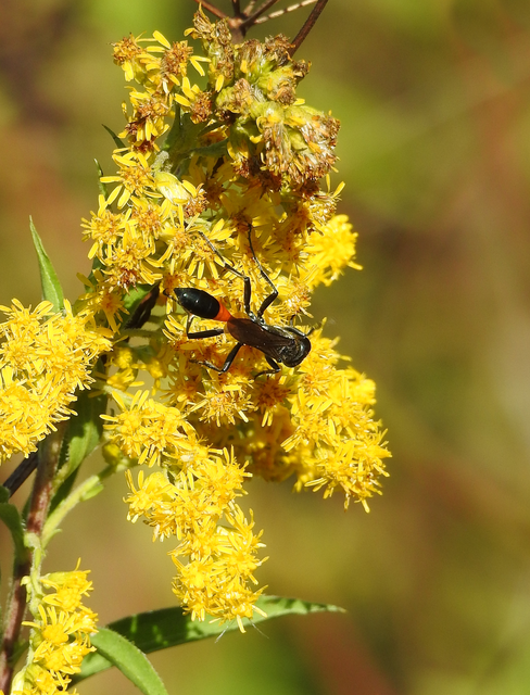 Ammophila sabulosa - homoki hernyóölődarázs
