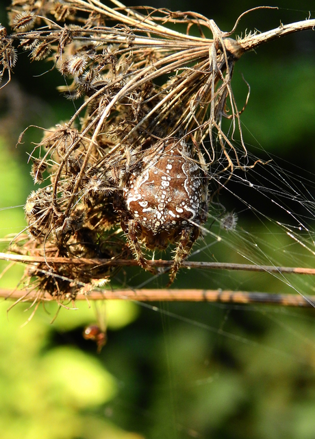 Araneus diadematus - koronás keresztespók