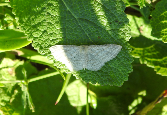 Scopula virgulata - vesszős sávosaraszoló