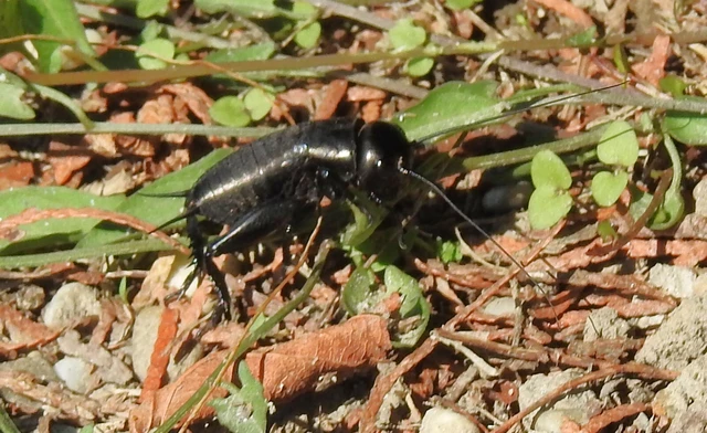 Gryllus campestris - mezei tücsök