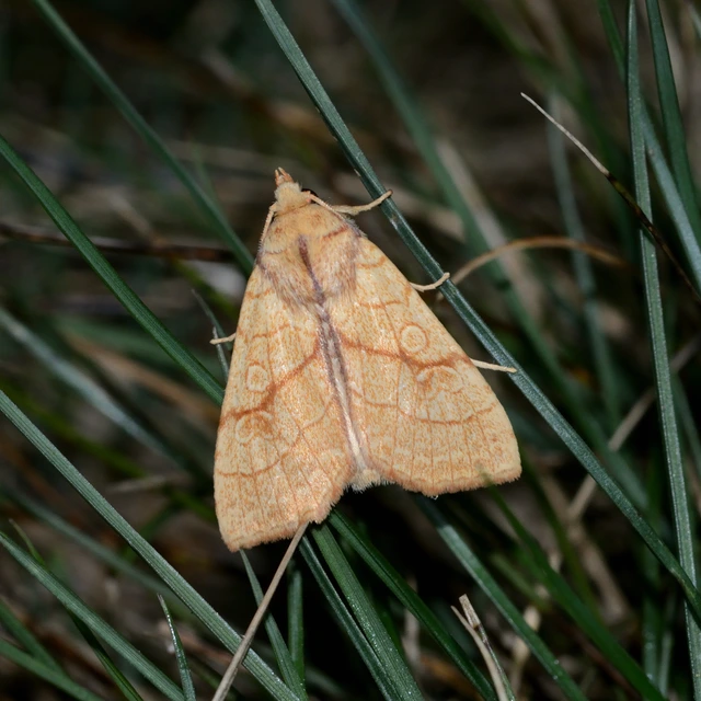 Tiliacea citrago - citromszínű sárgabagoly