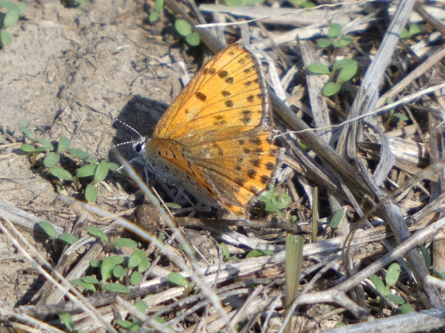 Lycaena thersamon - kis tűzlepke