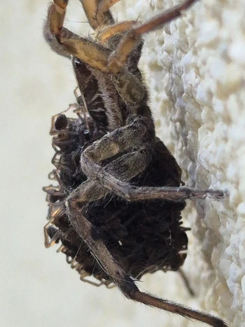 Hogna radiata - réti farkaspók
