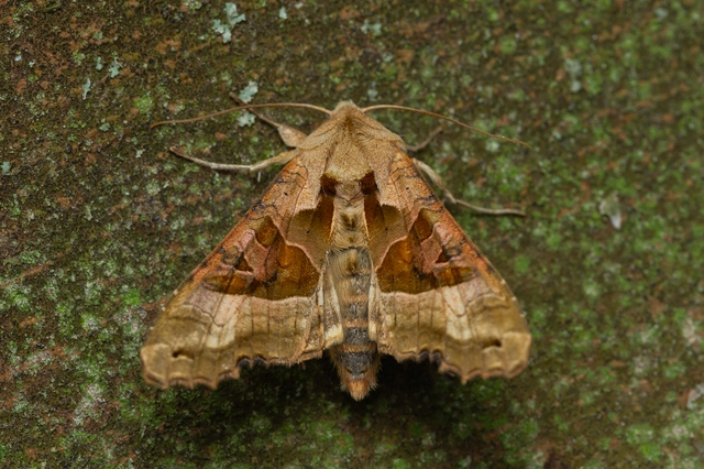 Phlogophora meticulosa - vándorló csipkésbagoly