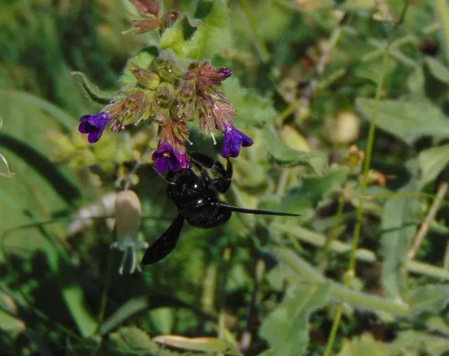 Xylocopa