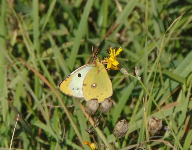Colias alfacariensis - déli kéneslepke