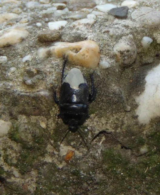 Cydnus aterrimus - nagy földipoloska