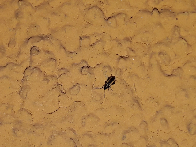 Phyllotreta vittula - muharbolha