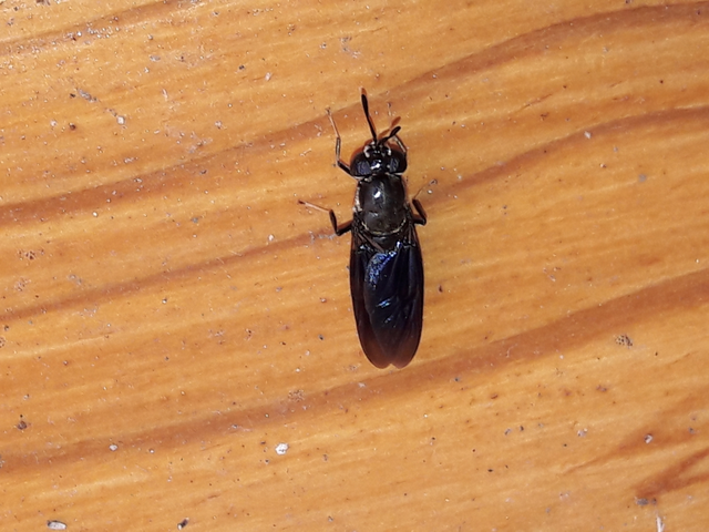 Hermetia illucens