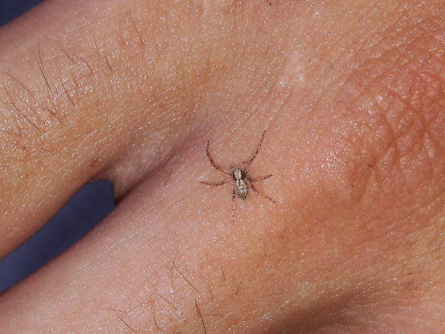 Philodromus