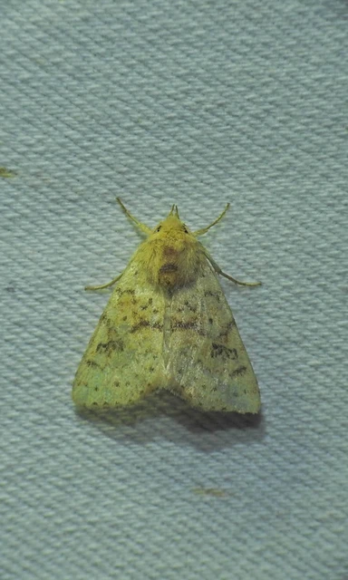 Tiliacea sulphurago - kénes sárgabagoly