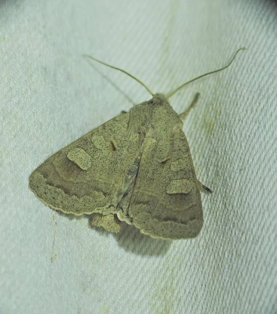 Ammoconia caecimacula - szürke őszibagoly